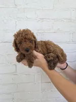 Coby, a male Miniature Bernedoodle for sale in Jonestown, PA – 1 of 3