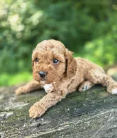 Chester, a male Cavapoo for sale in Jonestown, PA – 3 of 3