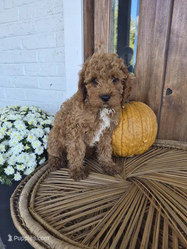 Chester – Cavapoo puppy for sale in Jonestown, PA