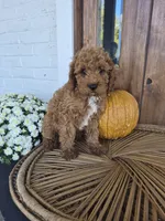 Chester, a male Cavapoo for sale in Jonestown, PA – 1 of 8