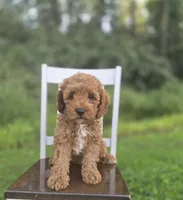 Chester, a male Cavapoo for sale in Jonestown, PA – 2 of 8