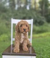 Chester, a male Cavapoo for sale in Jonestown, PA – 3 of 8