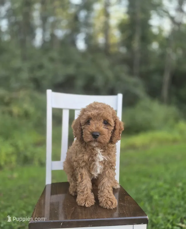 Chester – Cavapoo puppy for sale in Jonestown, PA