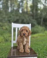 Chester, a male Cavapoo for sale in Jonestown, PA – 8 of 8