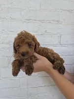 Mari, a female Miniature Goldendoodle for sale in Jonestown, PA – 3 of 4