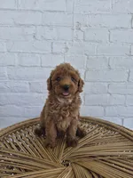 Mari, a female Miniature Goldendoodle for sale in Jonestown, PA – 4 of 4