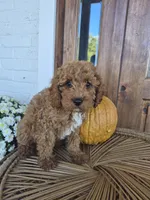 Chester, a male Cavapoo for sale in Jonestown, PA – 5 of 8