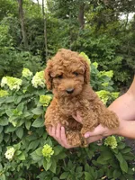 Mocha, a female Miniature Goldendoodle for sale in Jonestown, PA – 2 of 4