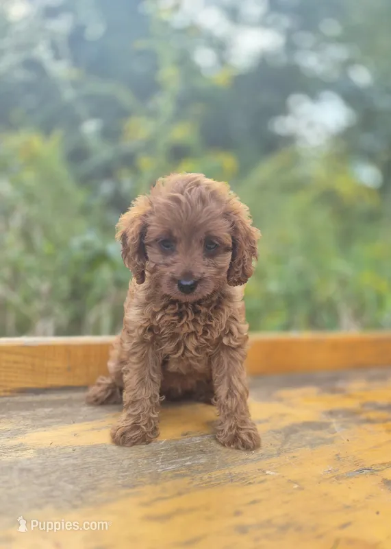 Carly – Cavapoo puppy for sale in Jonestown, PA