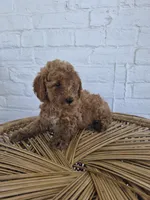 Cruz, a male Miniature Goldendoodle for sale in Jonestown, PA – 2 of 3