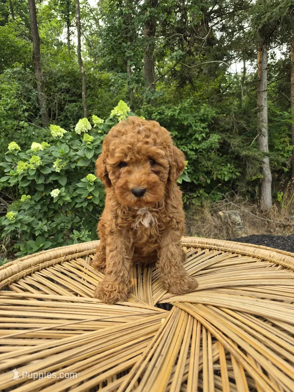 Cruz – Miniature Goldendoodle puppy for sale in Jonestown, PA