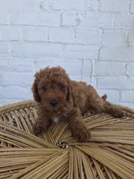 Coby, a male Miniature Bernedoodle for sale in Jonestown, PA – 3 of 3