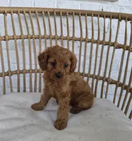 Carly, a female Cavapoo for sale in Jonestown, PA – 4 of 4