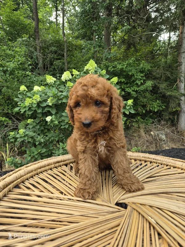 Cash – Miniature Goldendoodle puppy for sale in Jonestown, PA