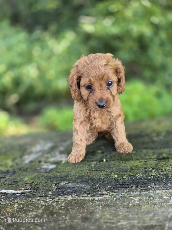 Carly – Cavapoo puppy for sale in Jonestown, PA