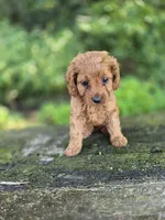 Carly, a female Cavapoo for sale in Jonestown, PA – 1 of 4