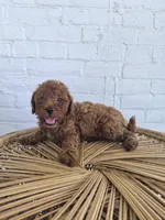 Cash, a male Miniature Goldendoodle for sale in Jonestown, PA – 2 of 4