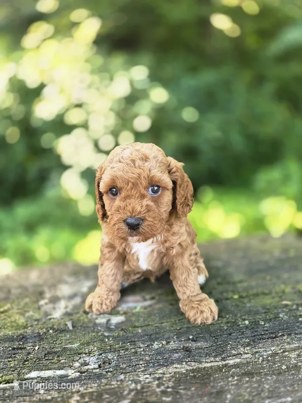 Chester – Cavapoo puppy for sale in Jonestown, PA