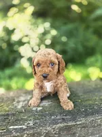 Chester, a male Cavapoo for sale in Jonestown, PA – 1 of 3
