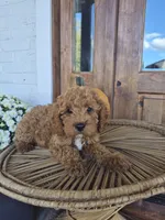 Chester, a male Cavapoo for sale in Jonestown, PA – 6 of 8