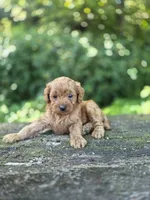 Chaz, a male Cavapoo for sale in Jonestown, PA – 5 of 5