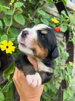 Red boy, a male Bernese Mountain Dog for sale in Seymour, IN – 1 of 1