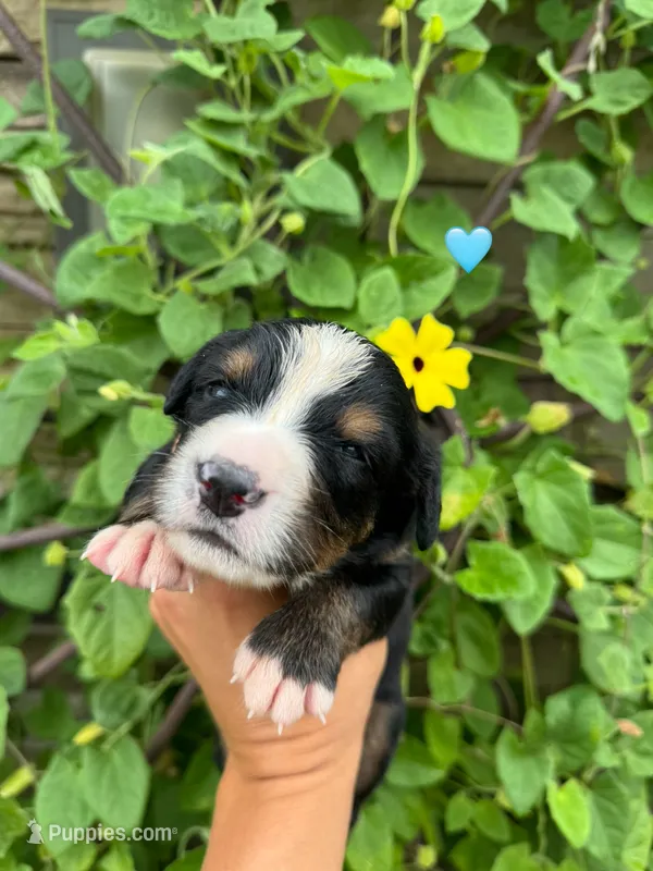Light blue girl – Bernese Mountain Dog puppy for sale in Seymour, IN