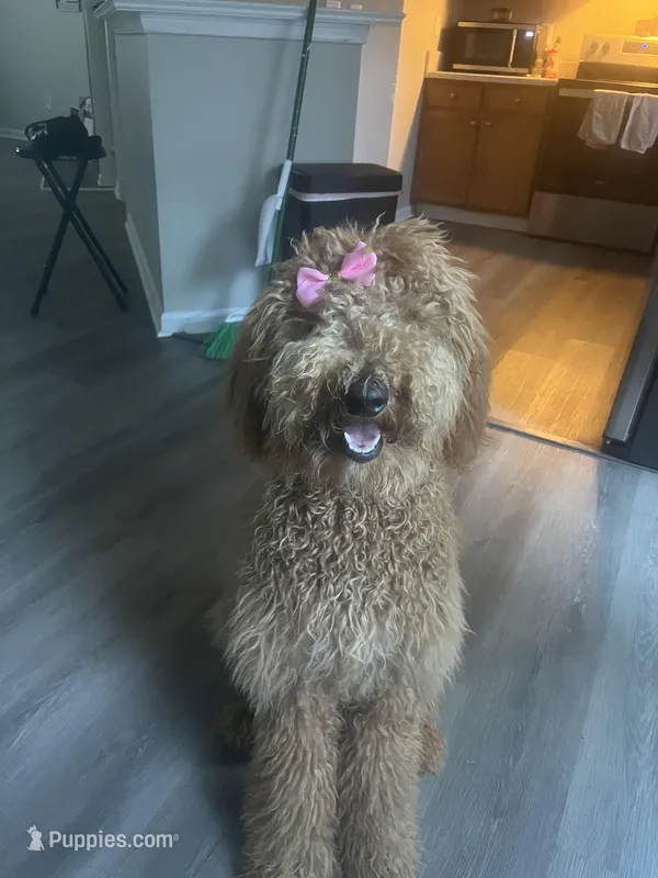 Cali  – Goldendoodle puppy for sale in Decatur, GA