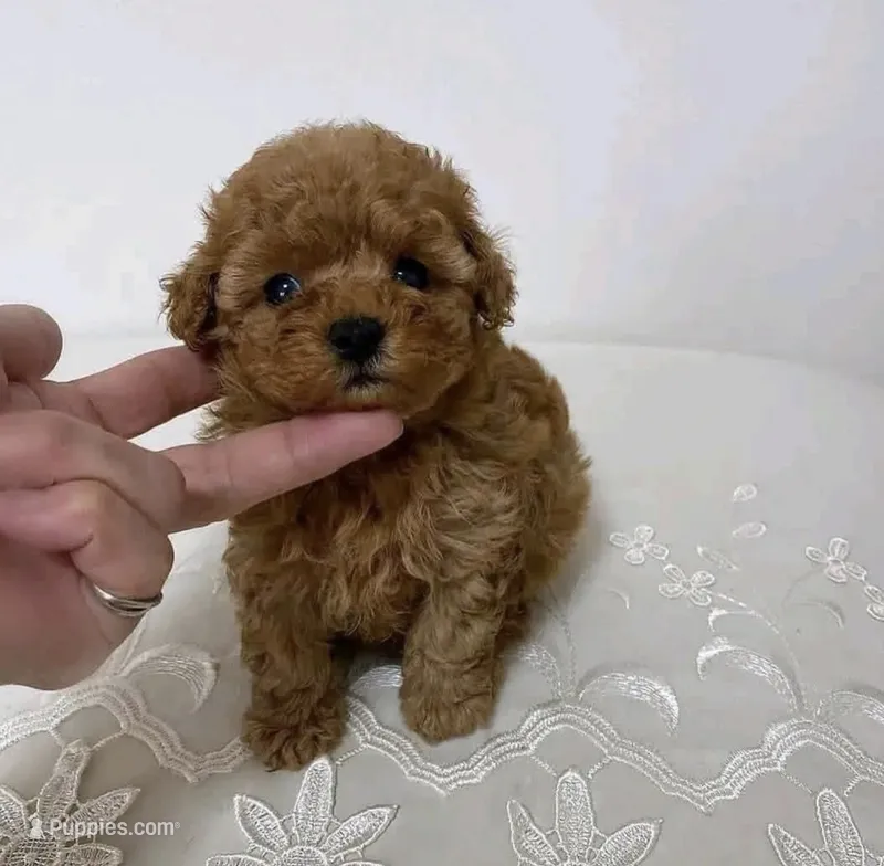 Nico – Poodle - Toy  puppy for sale in San Jose, CA