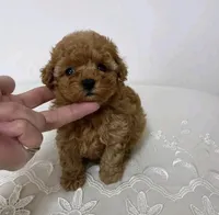 Nico, a male Poodle - Toy  for sale in San Jose, CA – 1 of 1
