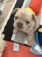 Sanji, a male French Bulldog for sale in Salt Lake City, UT – Photo 3 of 4