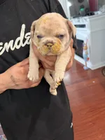 Sanji, a male French Bulldog for sale in Salt Lake City, UT – Photo 2 of 4