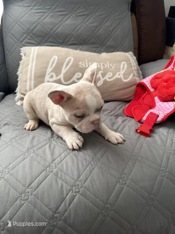 Sanji – French Bulldog puppy for sale in Salt Lake City, UT