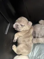 Sanji, a male French Bulldog for sale in Salt Lake City, UT – Photo 4 of 4