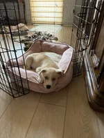 Koda, a female Alaskan Husky and Labrador Retriever for sale in Temecula, CA – 2 of 4