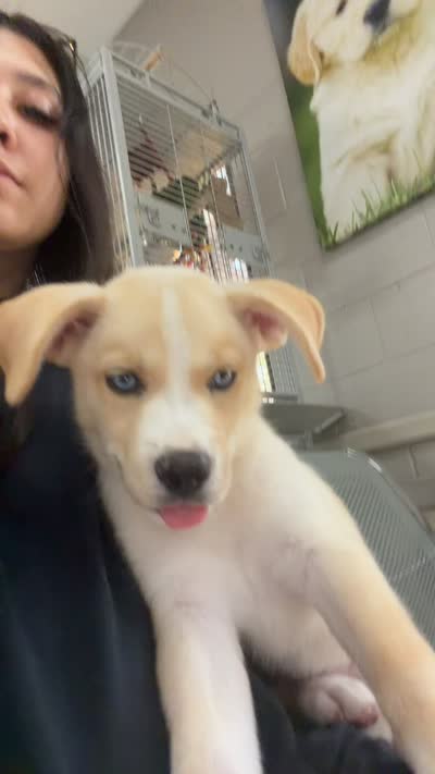 Koda, a female Alaskan Husky and Labrador Retriever for sale in Temecula, CA – 3 of 4