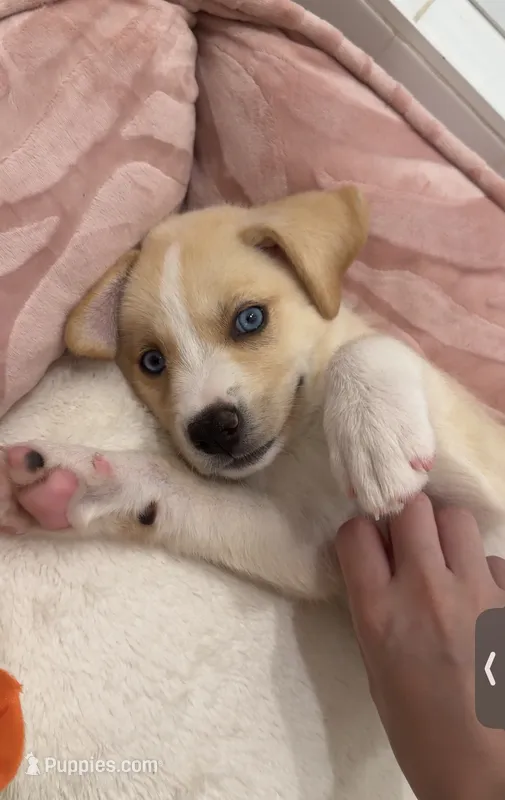 Koda – Alaskan Husky, Labrador Retriever puppy for sale in Temecula, CA