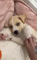 Koda, a female Alaskan Husky and Labrador Retriever for sale in Temecula, CA – 1 of 4