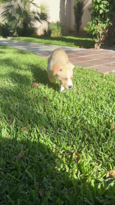 Koda, a female Alaskan Husky and Labrador Retriever for sale in Temecula, CA – 4 of 4