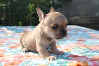 Eliza, a female French Bulldog for sale in Greenville, TX – 2 of 7