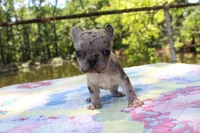 Arlo, a male French Bulldog for sale in Greenville, TX – 7 of 7