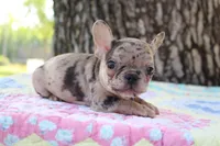 Arlo, a male French Bulldog for sale in Greenville, TX – 3 of 8