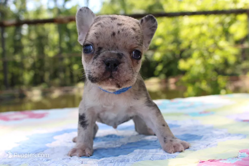 Arlo – French Bulldog puppy for sale in Greenville, TX