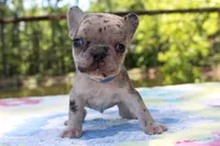 Arlo, a male French Bulldog for sale in Greenville, TX – 1 of 7