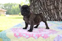 Archie, a male French Bulldog for sale in Greenville, TX – 5 of 7