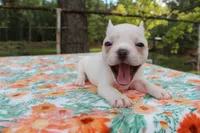 Lucy, a female French Bulldog for sale in Greenville, TX – 6 of 7