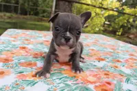 Charlie, a male French Bulldog for sale in Greenville, TX – 1 of 7