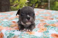 Charlie, a male French Bulldog for sale in Greenville, TX – 4 of 7