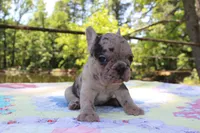 Ivy, a female French Bulldog for sale in Greenville, TX – 7 of 7