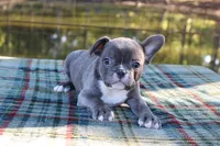 Charlie, a male French Bulldog for sale in Greenville, TX – 7 of 10